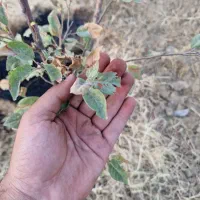 نیازمند قرض