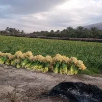 پخش مستقیم گل نرگس از مزرعه به سراسر کشور|گل و گیاه طبیعی|شیراز, جوادیه|دیوار