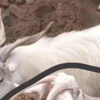 چبش،تا حد30کیلو وزنشه کسی خواست پ بگذاره