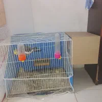 عروس هلندی مولد با تخم و یک آکواریوم 60در35