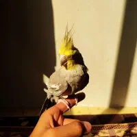 ۳ عدد عروس هلندی|پرنده|نسیم‌شهر, |دیوار