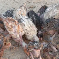 ۱۰عدد جوجه مرغ خونگی محلی