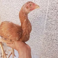 جوجه مرغ لاری