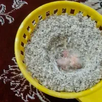 جفت قناری|پرنده|قم, شاد قلی|دیوار