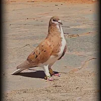 ساده هفت رنگ