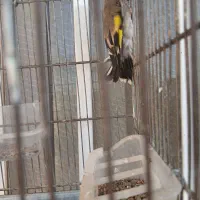 دوتا سهره کرمونی ویک رسمی بخون|پرنده|هشتگرد, هشتگرد قدیم|دیوار