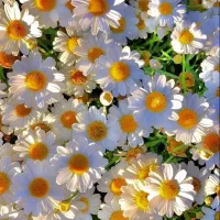 استخدام فروشنده