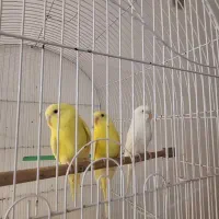 مرغ عشق هلندی|پرنده|میناب, |دیوار