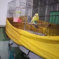 سلام دوجفت مرغ عشق به شرایط میدم