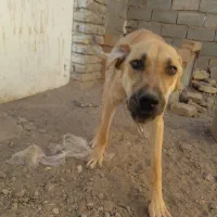 توله سرابی هیکل ۹ماهه نر موقعیت شهرستان فریمان|سگ|مشهد, نوفل لوشاتو|دیوار