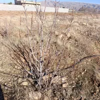 زمین|فروش زمین و ملک کلنگی|شیراز, آبیاری|دیوار