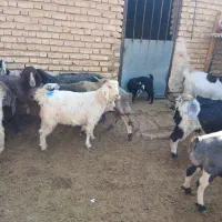 فروش بز آبستن سنگین چنتا ش تا هفت روزیکه میزایند|حیوانات مزرعه|مرودشت, نقش رستم|دیوار