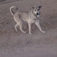 سگ دزیده شده