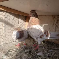 شازده .سرور|پرنده|رباطکریم, نصیرشهر|دیوار