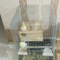 عروس‌هلندی