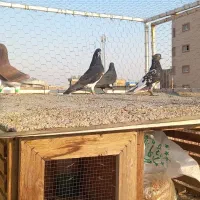کفتر شهری|پرنده|شیراز, عادل آباد|دیوار