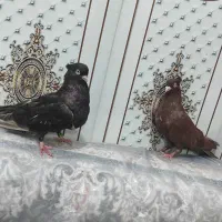 کبوتر سربی|پرنده|شادگان, |دیوار