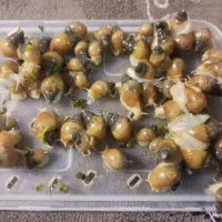 حلزون آچا چیتا