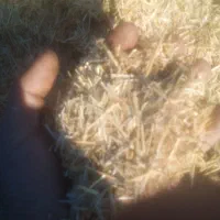 کاه گندم برای کاه گل|لوازم جانبی حیوانات|شیراز, حسن آباد|دیوار