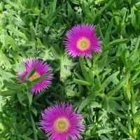 سرایداری و ابیاری باغات
