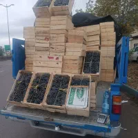 انگور دیم شرابی کردستان مریوان