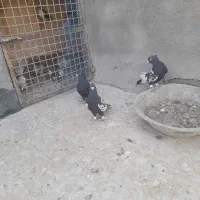 سینه سیاه|پرنده|مشهد, منزل آباد|دیوار
