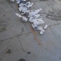 کبوتر شونی|پرنده|بروجرد, |دیوار