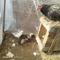 مرغ گلین با 10 تا جوجه