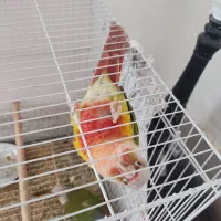 یک جفت گرینچیگ مولد و صحبتی|پرنده|کاشمر, |دیوار