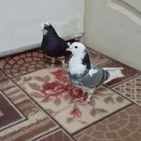 اگه کفتر بازی حتما نگاه کن|پرنده|اسلامشهر, چیچکلو|دیوار