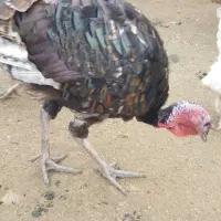 بوقلمون برنز سینه پهن انگلیس فروشی|پرنده|قائمشهر, |دیوار