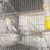 عروس هلندی مولد