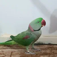 شاه طوطی|پرنده|قروه, |دیوار