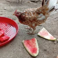 مرغ وخروس گلین لری قیمت یکجا خیلی مناسب