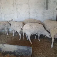 ۵ عدد لاکن