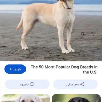 سگ پیداشده درگرگان