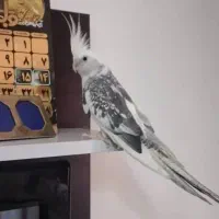 عروس هلندی ماده تخم گذار با قفس