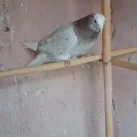 کفتر سرور|پرنده|مشکین‌دشت, |دیوار