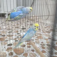 فروش مرغ عشق