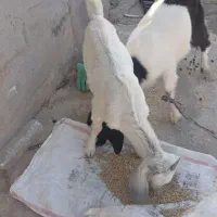 2عددکهره نروماده