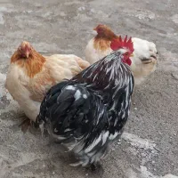 مرغ و خروس کوشین