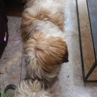 شیتزو تریر نر