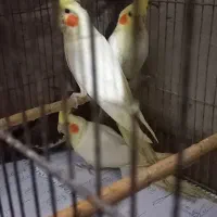 عروس هلندی سالم وزیبا|پرنده|آمل, |دیوار