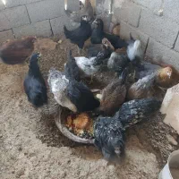 نیمچه مرغ