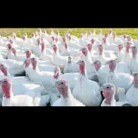 بوقلمون گوشتی ۱۲ تا ۱۶