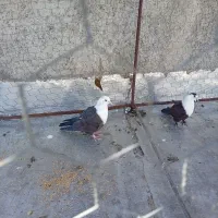 کبوتر کربلایی