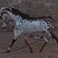 دو تا نری جوان گلتوپی و صلاله تک رنگ