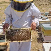 عسل|خوردنی و آشامیدنی|تهران, جیحون|دیوار