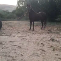 اسب مادیان با کره