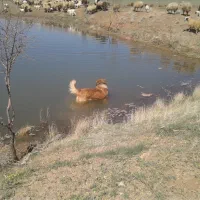 سگ نگهبان و سگ گله